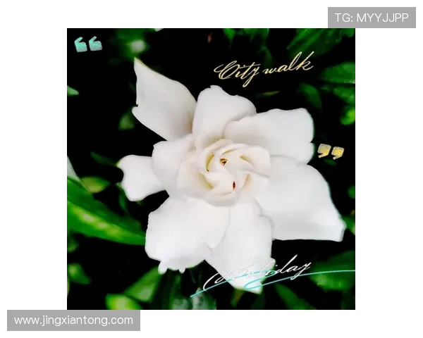 赵敏独家分享篮球心得与技巧助你提升球技的全面指南